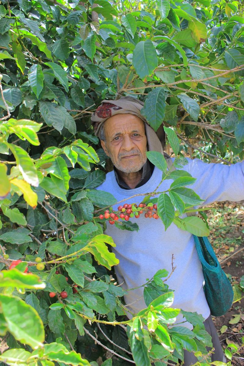Ein älterer jemenitischer Kaffeebauer schaut zwischen Kaffeebäumen hervor, vor ihm reife rote Kirschen am Zweig